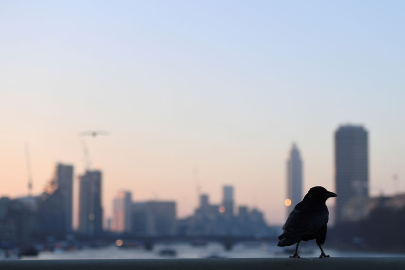 © Reuters. FILE PHOTO: A crow sits on Westminster Bridge at dawn, in London