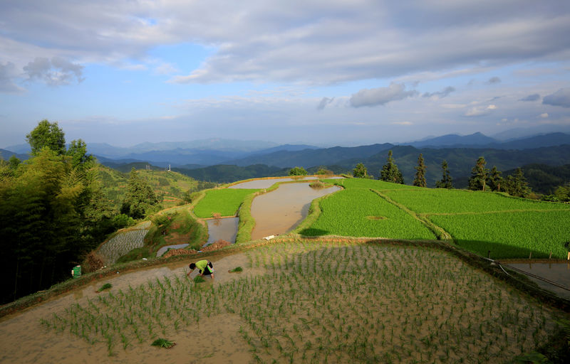 © Reuters. FILE PHOTO: A villager transplants rice seedlings in China's Guizhou province