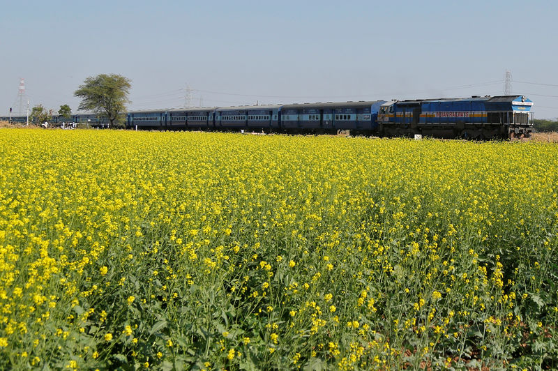 © Reuters. FILE PHOTO: A passenger train moves past a mustard field on the outskirts of Ajmer