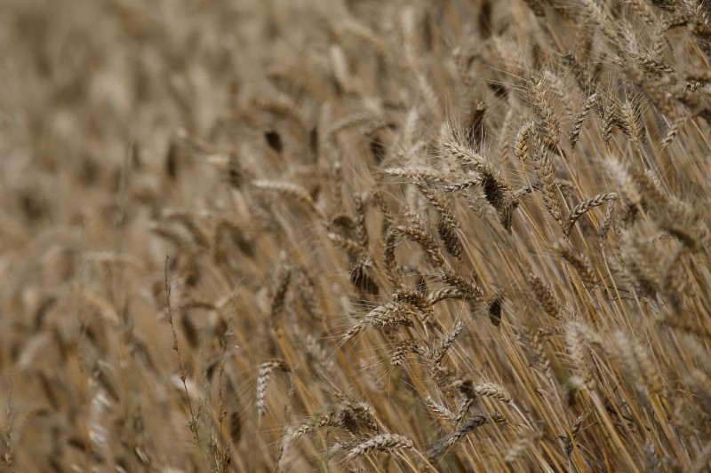 Safra de cereais da França é afetada por onda de calor em início de colheitas