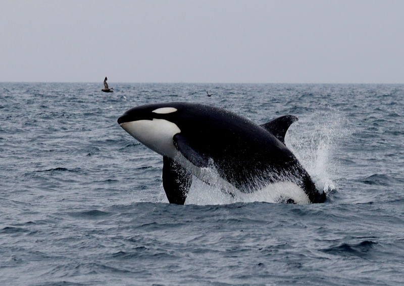 © Reuters. صياد ياباني يحول نشاطه إلى تنظيم رحلات لمشاهدة الحيتان