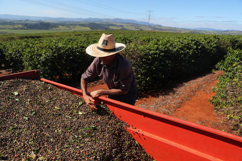 Agricultores brasileiros vendem grande volume de café antes de geadas