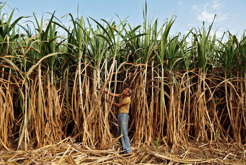 Brasil apresenta pedido de painel à OMC sobre subsídios da Índia ao açúcar