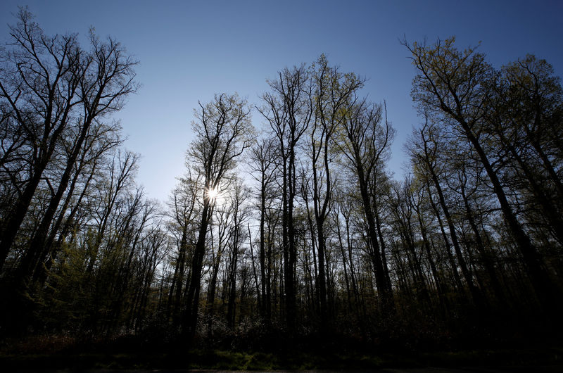 A Arbas, la première forêt cinéraire de France