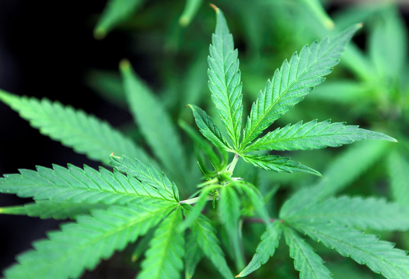 Produtora de cannabis medicinal fará IPO em bolsa de Londres