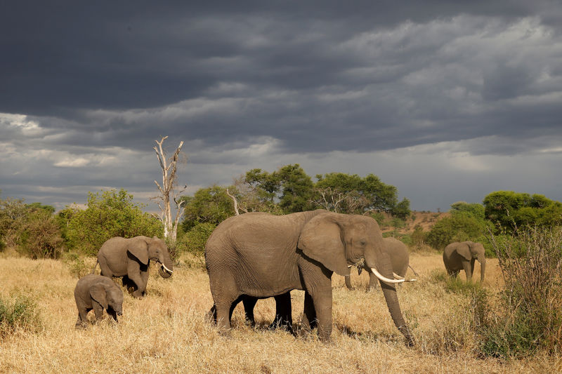 تنزانيا: زيادة أعداد الفيلة ووحيد القرن بعد حملة على الصيد الجائر