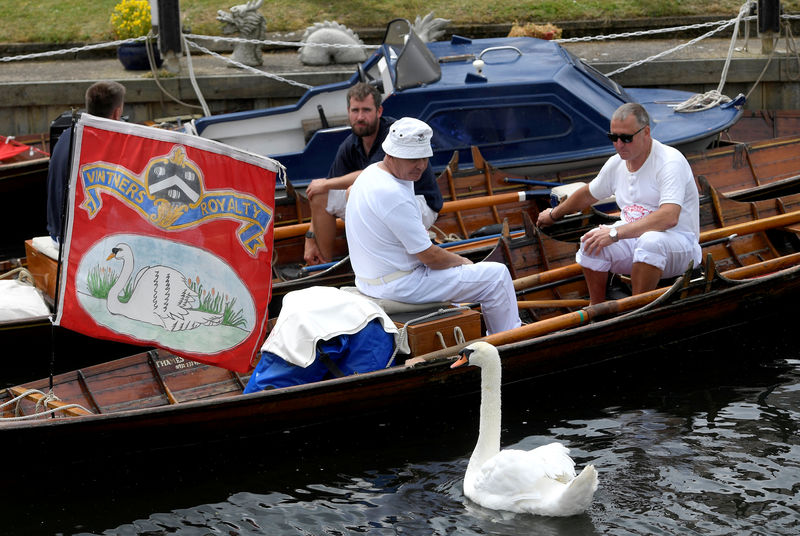 &quot;All up&quot;: Queen Elizabeth's swans checked and counted