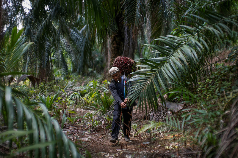 Malaysia keeps August crude palm oil export duty at zero percent