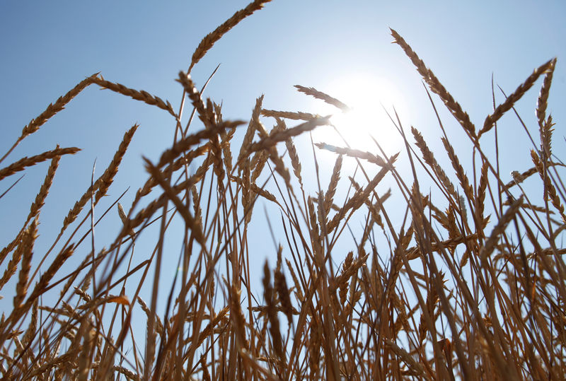 Минсельхоз ждет рост производства зерна в России к 2035 г до 140 млн т