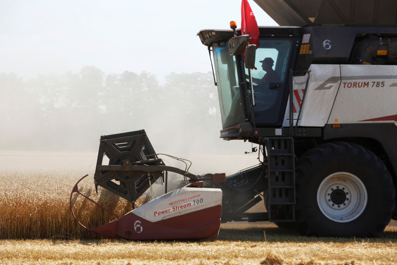 © Reuters. Комбайн убирает урожай пшеницы в поле вблизи станицы Каменнобродская Ставропольского края