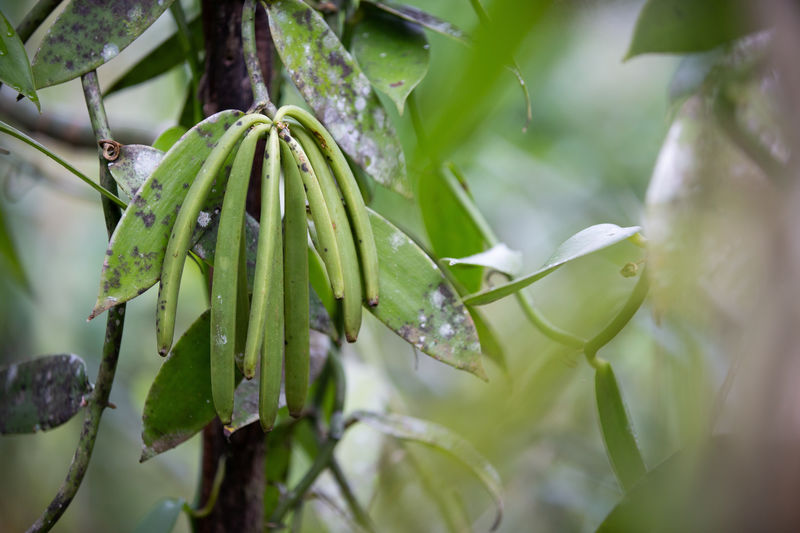 Madagascar vanilla crop quality suffers as thieves spark violence