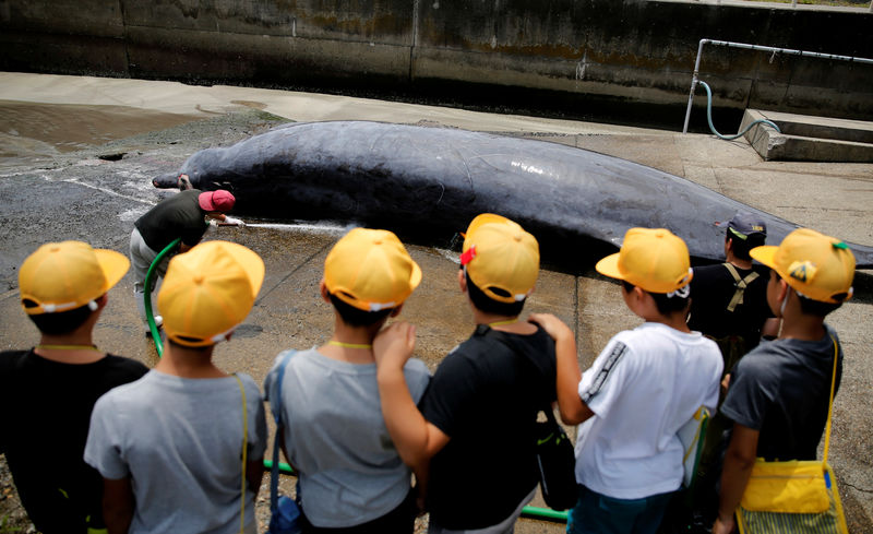 &quot;Hoy todo el mundo está feliz&quot;: un pueblo japonés celebra la primera caza de ballenas de la temporada