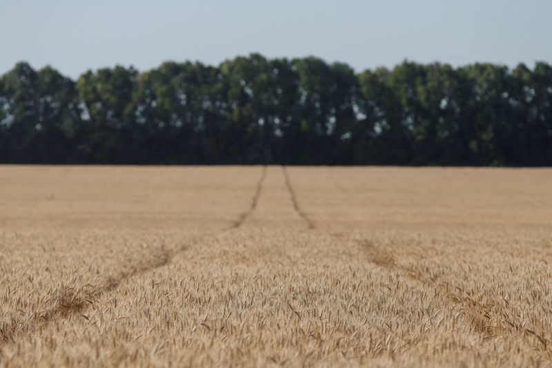Украина собрала 21,6 млн т зерна урожая-2019
