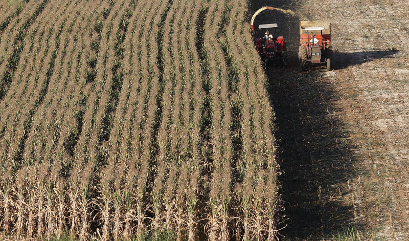 Colheita de milho 2ª safra do Brasil atinge 62,4% da área, diz Arc Mercosul