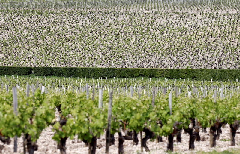 Granizo, heladas y olas de calor reducen las estimaciones de producción de vino en Francia