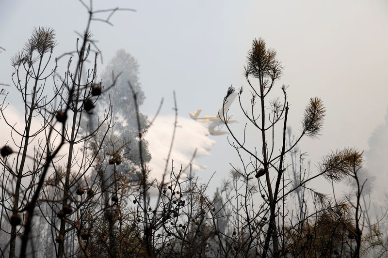 حريق غابات لا يزال مشتعلا بوسط البرتغال وحشد 800 رجل إطفاء