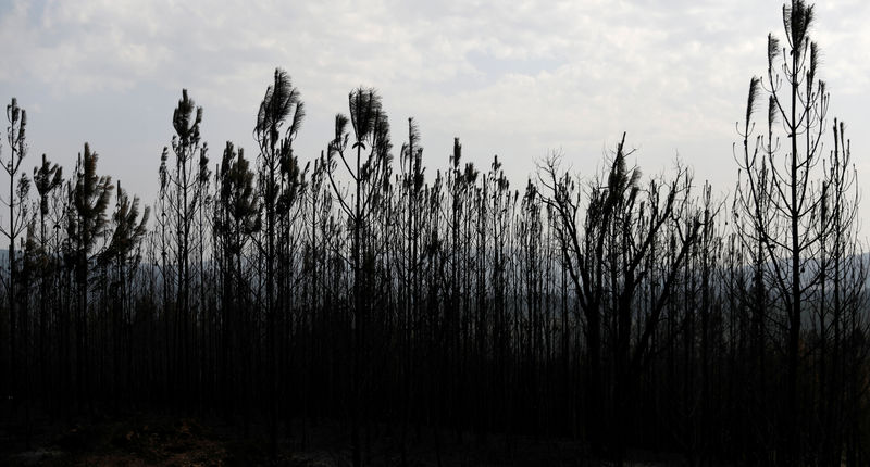 © Reuters. Trees are seen after a forest fire near the village of Cardigos