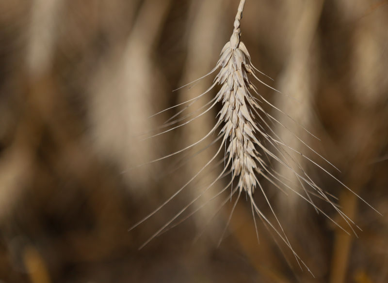 Аналитики повысили прогноз урожая и экспорта украинского зерна