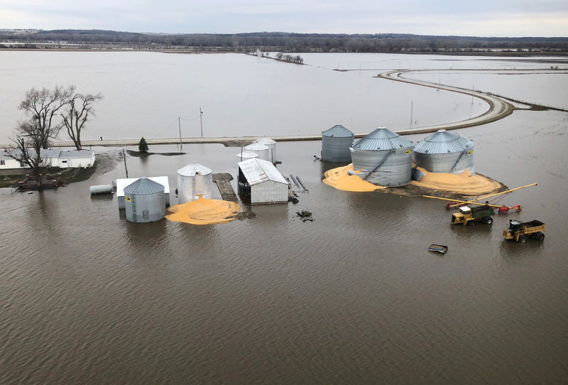 © Reuters. The contents of grain silos which burst from flood damage are shown in Fremont County, Iowa