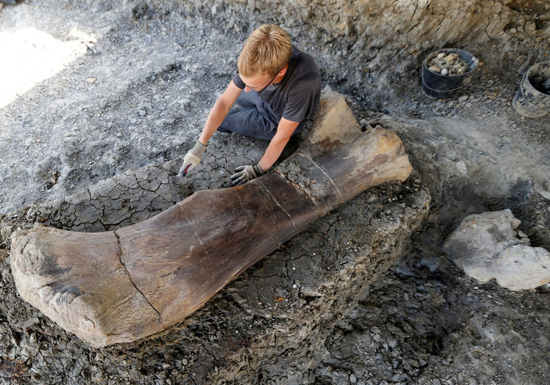 Giant Dinosaur Bone Found In Southwestern France By Reuters - 