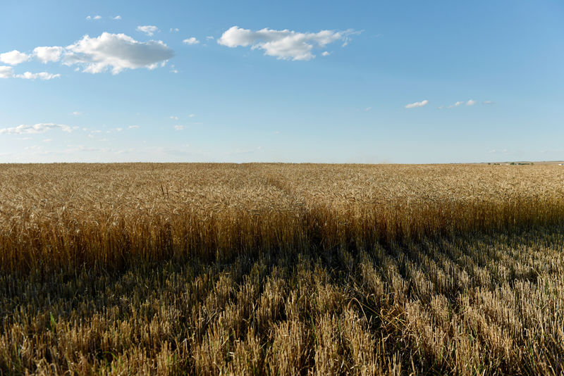 © Reuters. FILE PHOTO: A field of ripe wheat ready for harvesting is seen in Corn