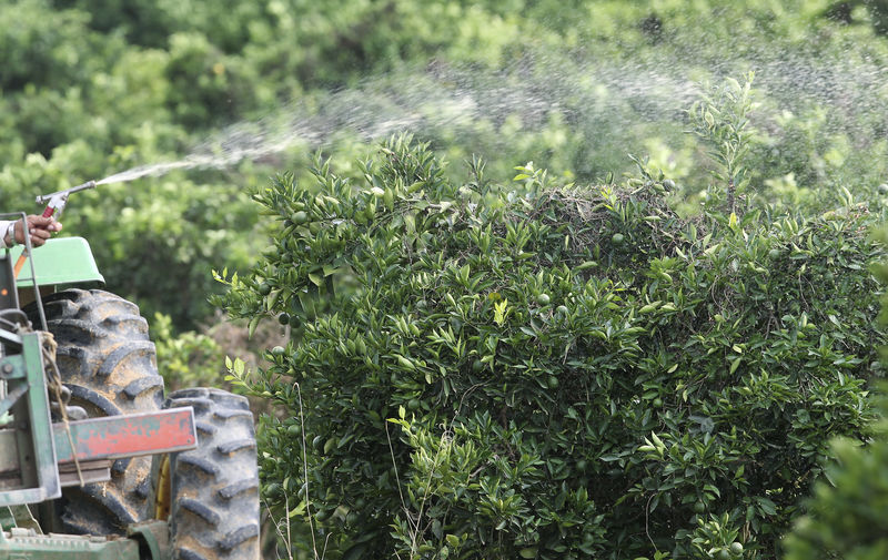 Greening atinge 19% dos laranjais do cinturão citrícola SP-MG, diz Fundecitrus