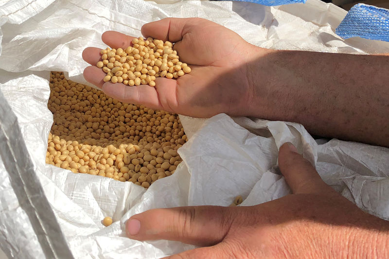 © Reuters. FILE PHOTO: Farmer Dave Walton holds soybeans in Wilton