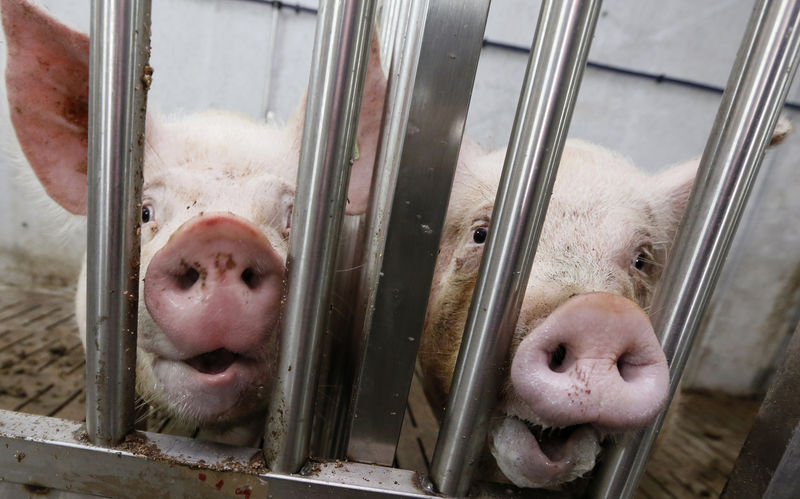 © Reuters. Свиньи в свиноводческом хозяйстве вблизи села Подсопки Красноярского края
