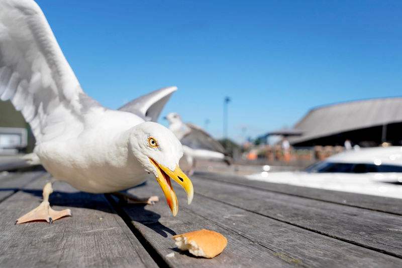 بحث: التحديق في طيور النورس يمكن أن يمنعها من سرقة الطعام