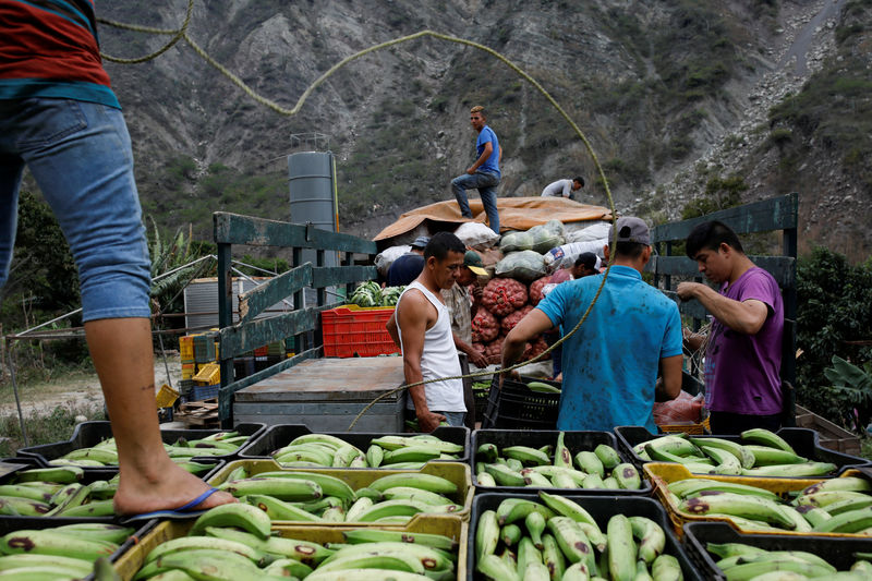 Amid rising hunger, Venezuela plantain crops threatened by fungus - agronomists