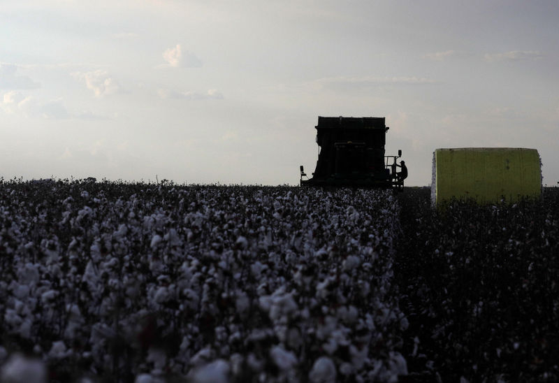 Terra Santa Agro encolhe plantio total, mas ampliará área de algodão em 2019/20