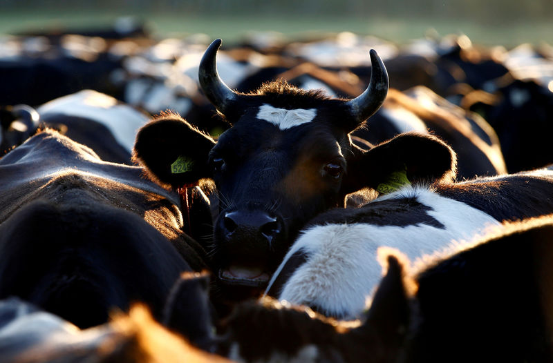 ONU alerta para necessidade de redução no consumo de carne para conter aquecimento global