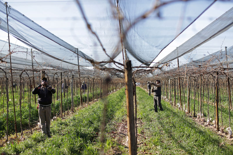 © Reuters. Workers prune vines at the Maipu estate, of the Santa Julia winery of Familia Zuccardi, in Mendoza Province