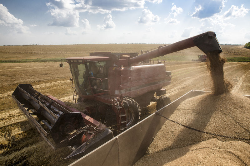 Аналитики АПК-Информ повысили прогноз урожая и экспорта украинского зерна