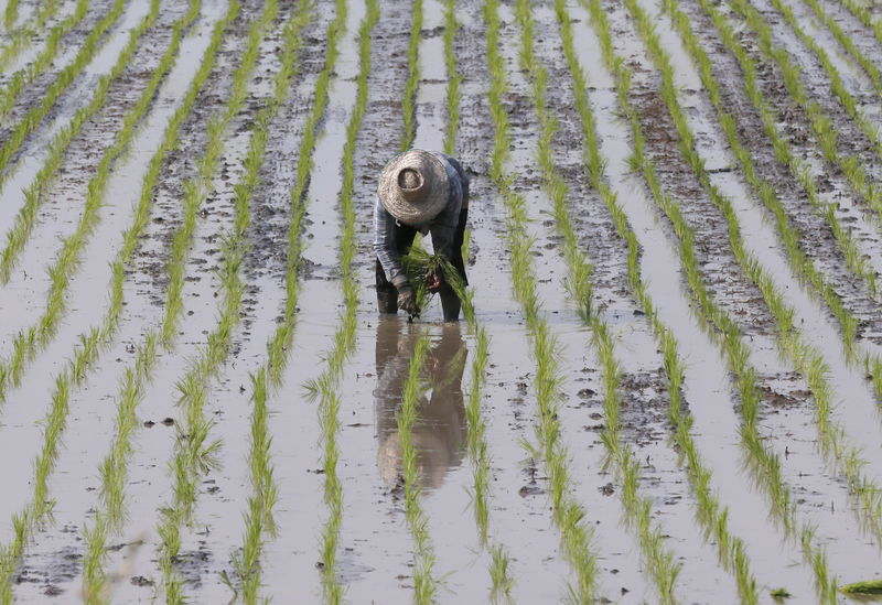 © Reuters. Farmer plants rice in a paddy field in Thailand's Nakhonsawan province