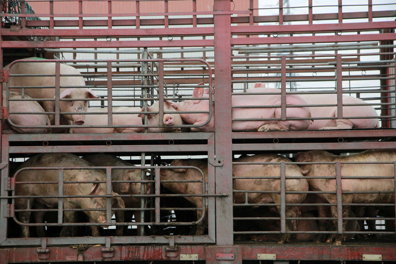© Reuters. FILE PHOTO: Pigs are seen on the back of a truck outside a slaughterhouse in Dongguan