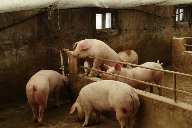 China pig farmer profits soar after disease wipes out third of herd, boosts prices