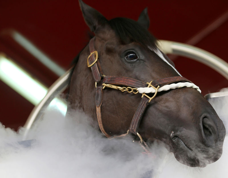 دبي تستخدم تكنولوجيا التبريد لعلاج الخيول لأول مرة في العالم