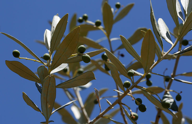 U.S. lawmakers say tariffs on EU olive oil pit Trump trade policy against demand