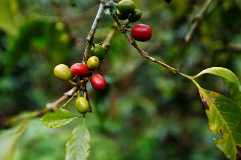 How Brazil and Vietnam are tightening their grip on the world's coffee