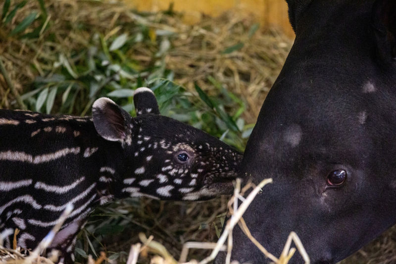 ¡Las cosas buenas vienen de tres en tres! Un tapir da a luz a su tercer bebé en un zoológico belga