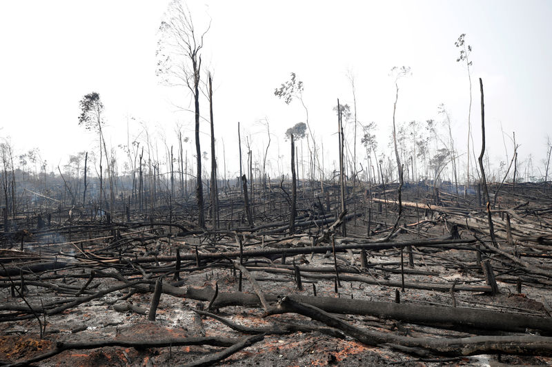 Ministério da Justiça autoriza uso de Força Nacional de Segurança para combater desmatamento no Pará e Rondônia