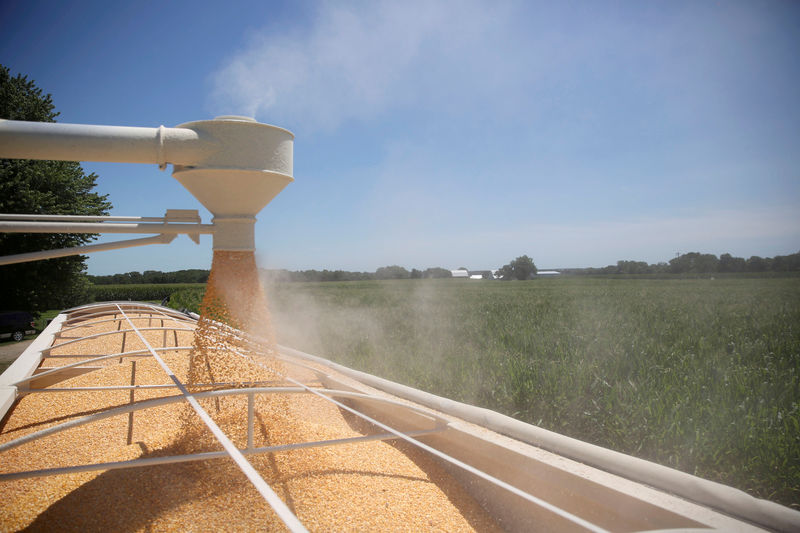 © Reuters. FILE PHOTO: Corn is loaded into a truck at a farm in Tiskilwa, Illinois