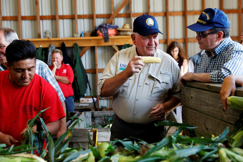 © Reuters. FILE PHOTO: U.S. Agriculture Secretary Sonny Perdue (C) looks at corn with Congressman John Faso (R), U.S. Representative for New York's 19th congressional district, at the Altobelli family farm in Valatie, New York