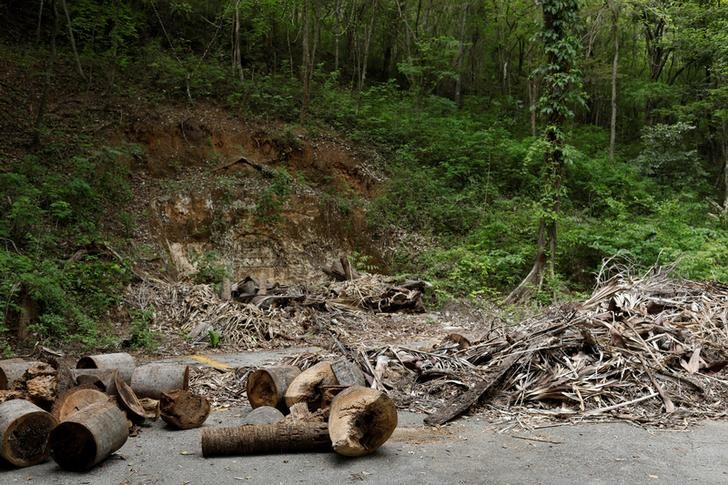 A falta de gas, venezolanos comienzan a talar árboles en el parque nacional