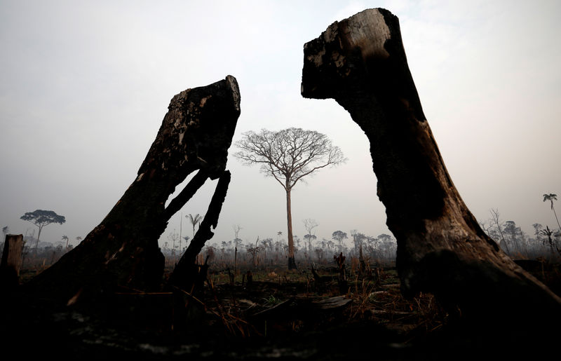 コラム：森林再生事業は「金のなる木」、アマゾン火災でも注目