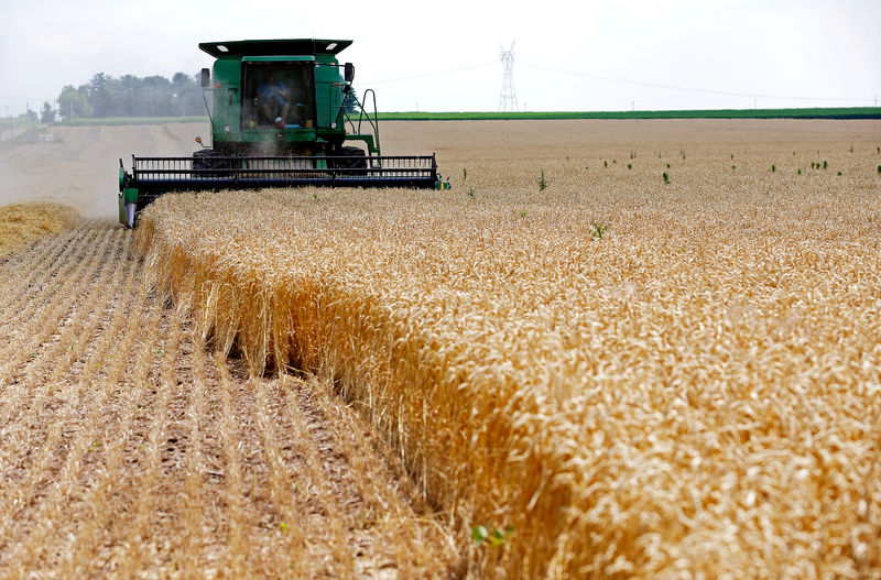 Cota de importação de trigo pelo Brasil vai vigorar em 2020, prevê Abitrigo