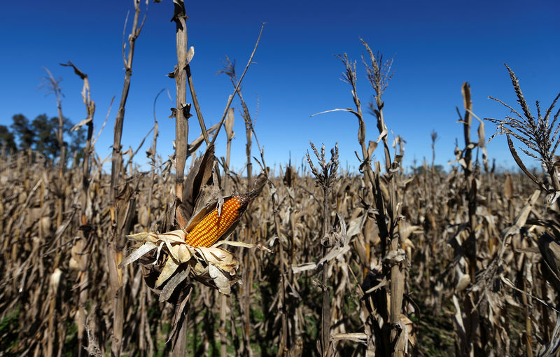 © Reuters. FILE PHOTO: Corn plants are seen in a farm in Lujan, on the outskirts of Buenos Aires