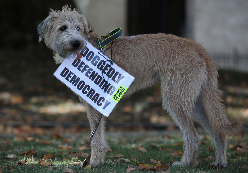 © Reuters. Anti-Brexit placard is attached to a dog in London