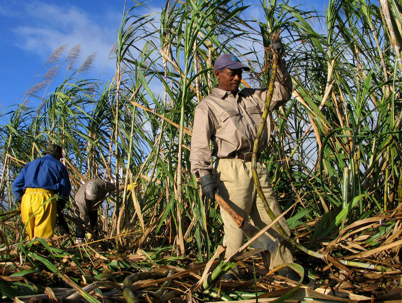 World food prices dip in Aug for third month running: U.N. FAO